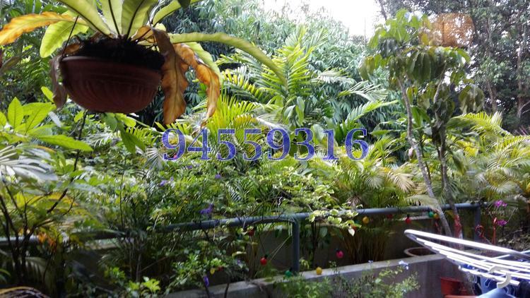Clementi Park (D21), Condominium #111984752